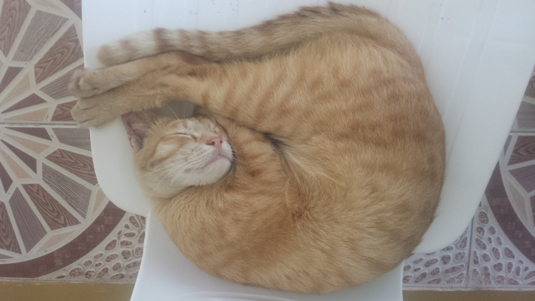 Blog Eight: Four Star Girl