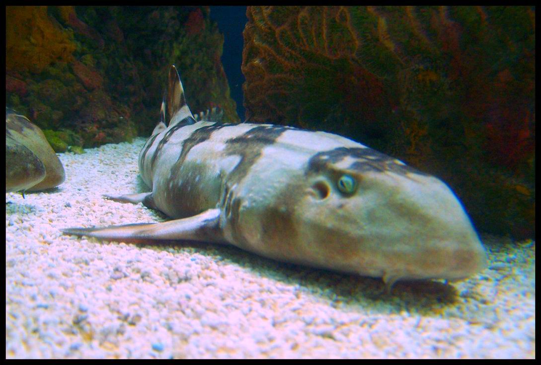 Blog Ten: Sad Sharks