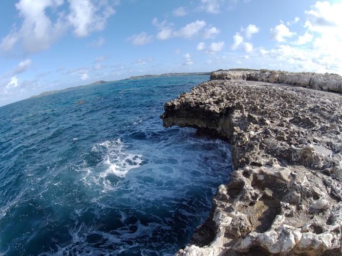 Jungle quarantine – on Medium.com